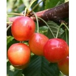 Саженец черешни "Амазонка"